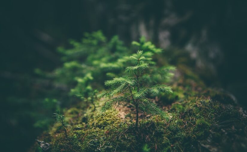 Oplev Den Smukke Natur med Camping i Jylland